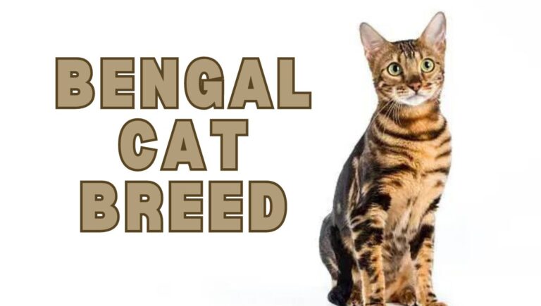 Bengal cat breed