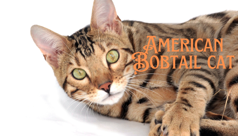 American Bobtail Cat Breed