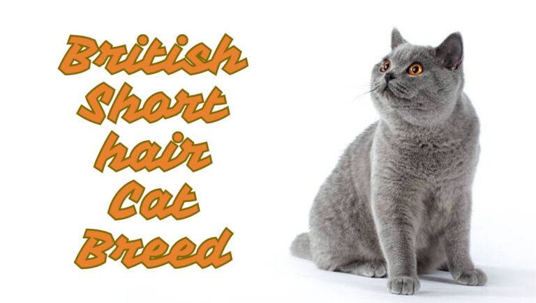 British short hair cat breed