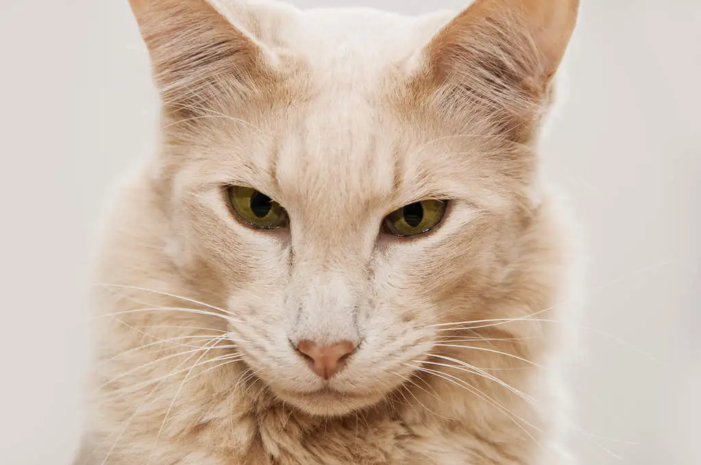 javanese cat breed