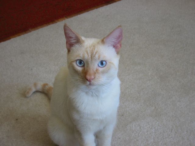 Colorpoint Shorthair cat breed