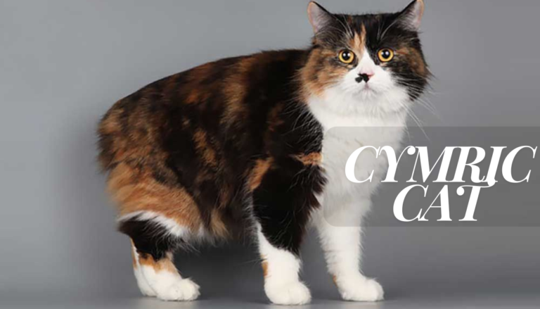 Cymric Cat