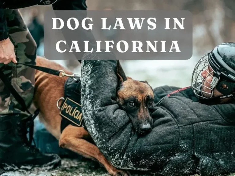 Dog Laws in California