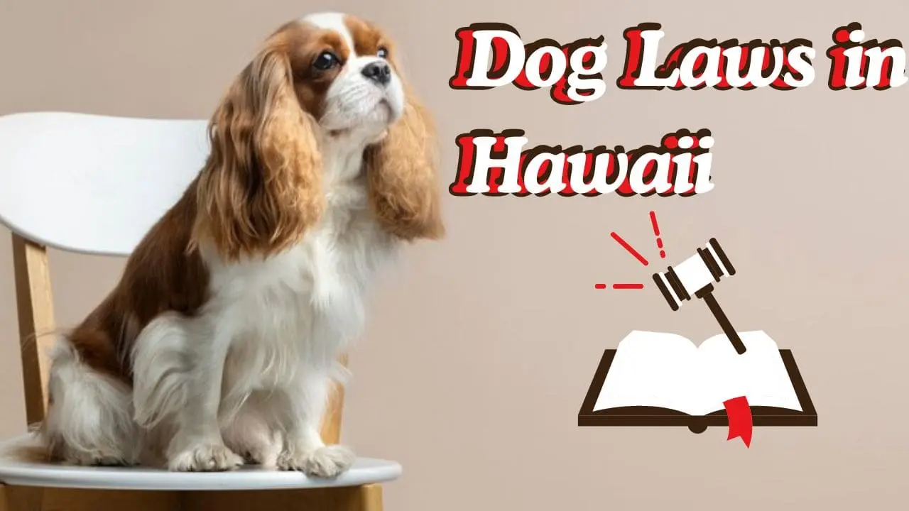 Dog Laws in Hawaii