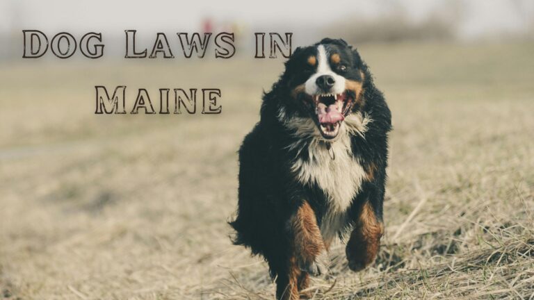 Dog Laws in Maine