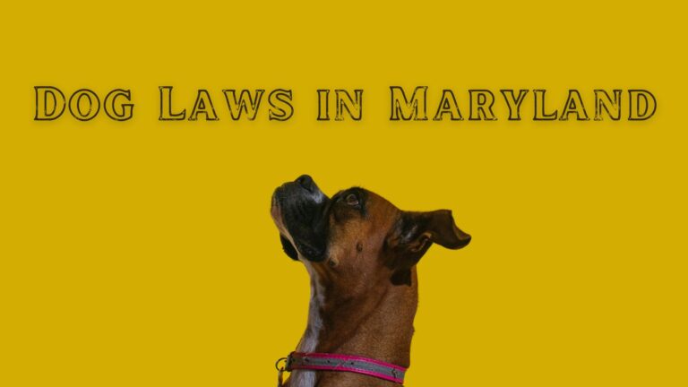 Dog Laws in Maryland