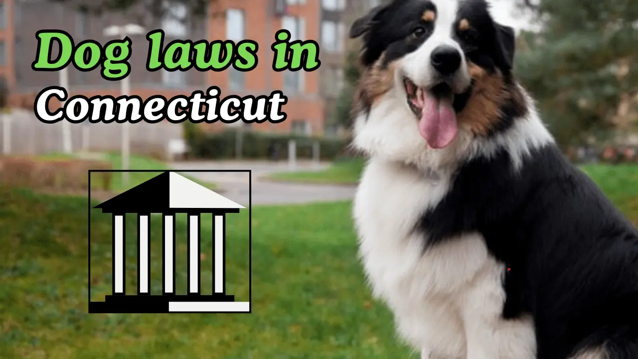 Dog laws in Connecticut