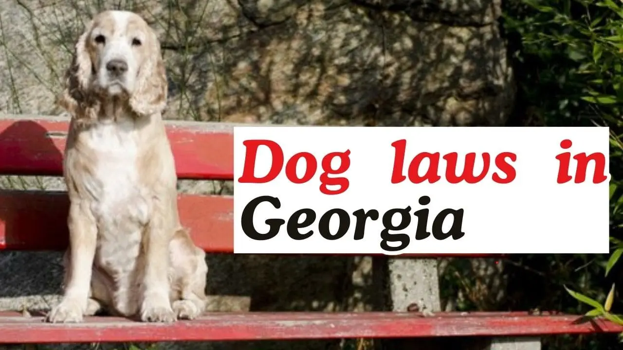 Dog laws in Georgia