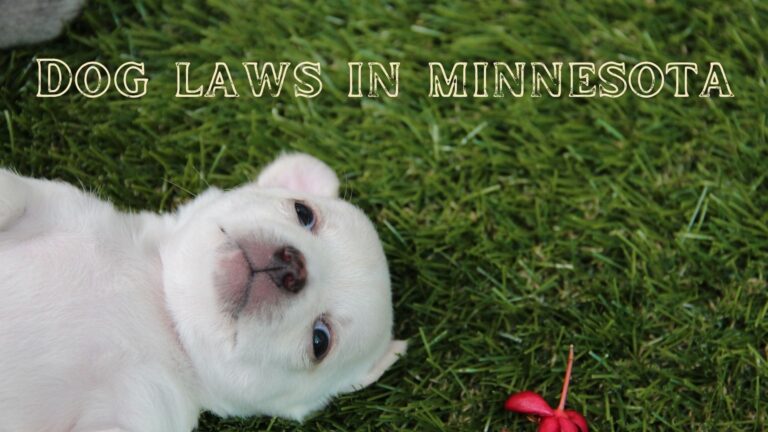 Dog Laws in Minnesota