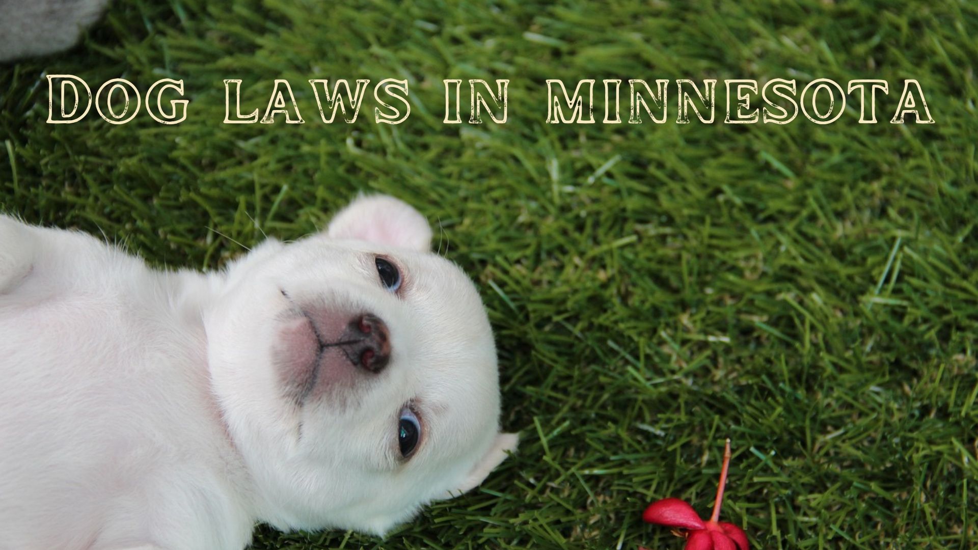 Dog laws in Minnesota