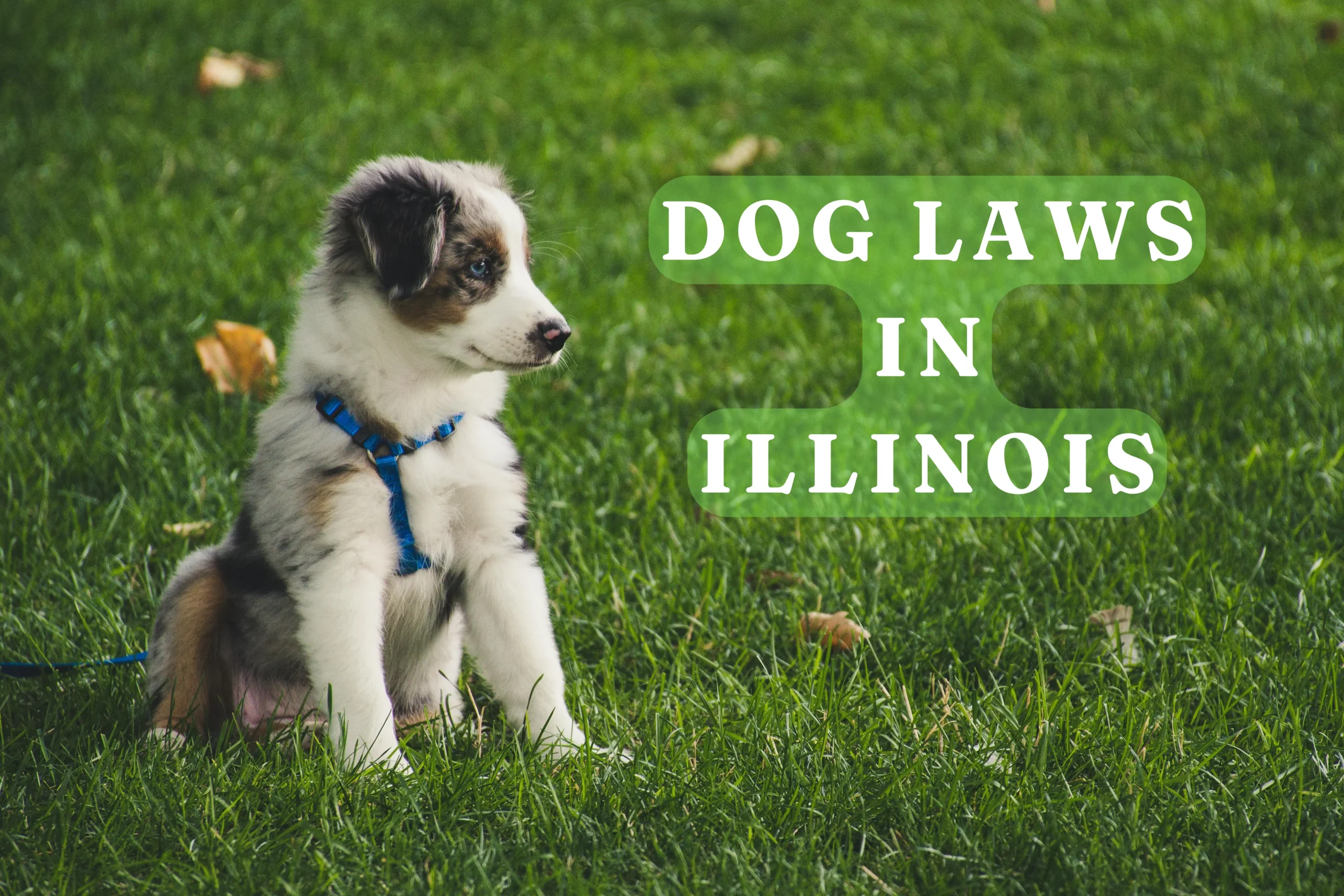 Dog laws in Illinois