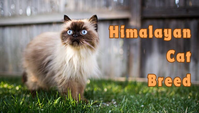 himalayan cat breed