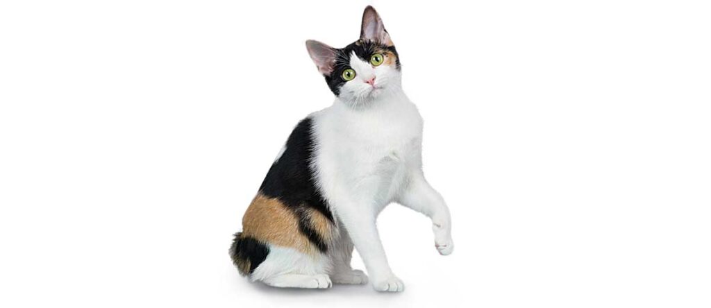 Japanese Bobtail Cat Breed