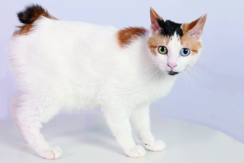 Japanese Bobtail Cat Breed