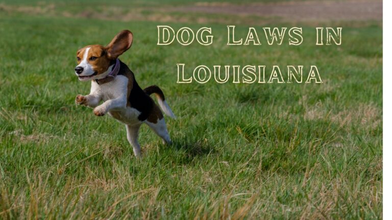 Dog Laws in Louisiana