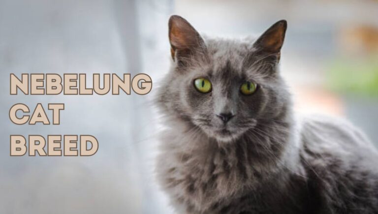 Nebelung Cat Breed