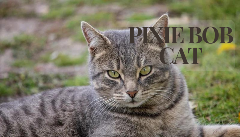 Pixie Bob Cat