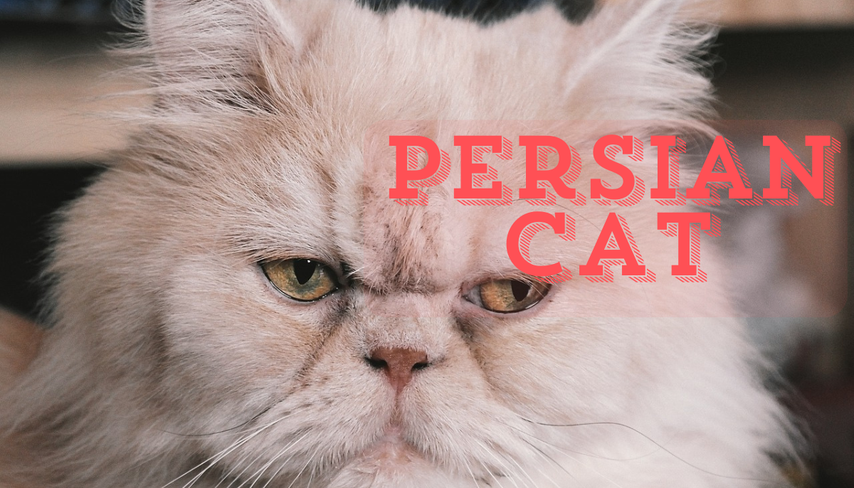 Persian Cat Breed