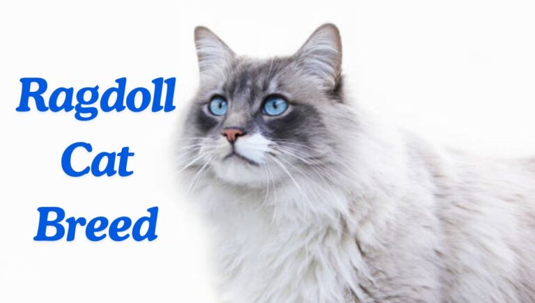 ragdoll cat breed