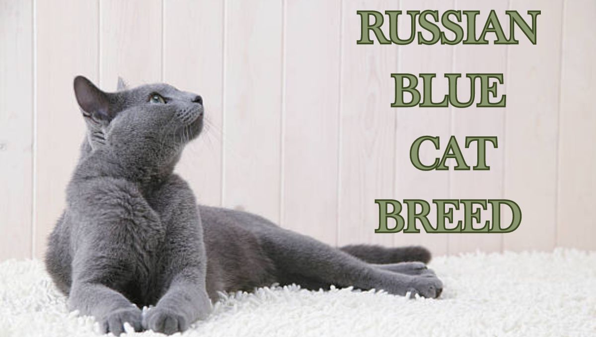 Russian Blue Cat Breed - petworldgdl.com