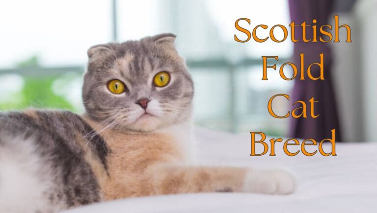 Scottish Fold Cat Breed