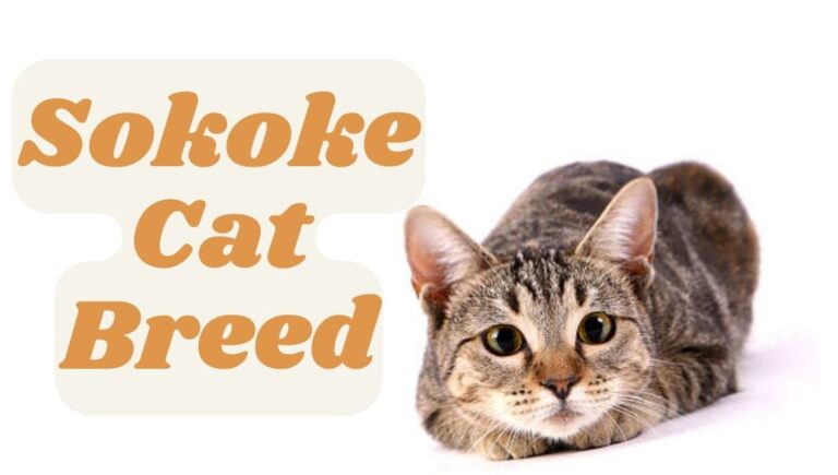 Sokoke Cat Breed