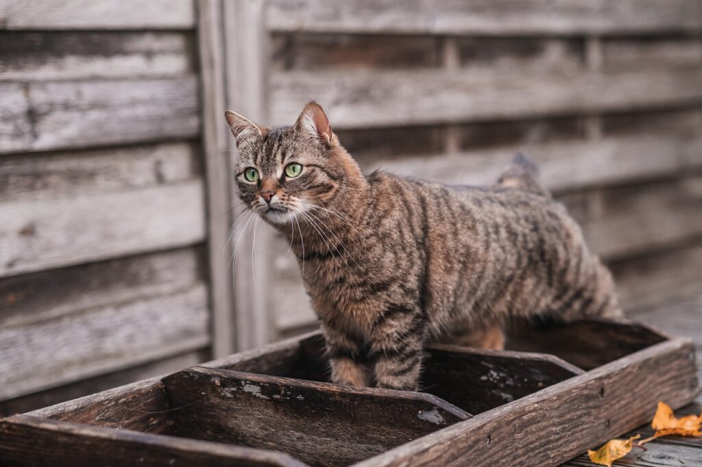 American bobtail cat breed