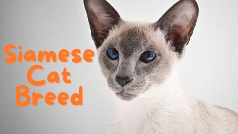 siamese cat breed