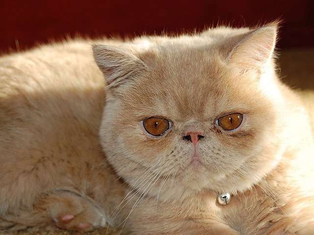 Persian Cat Breed