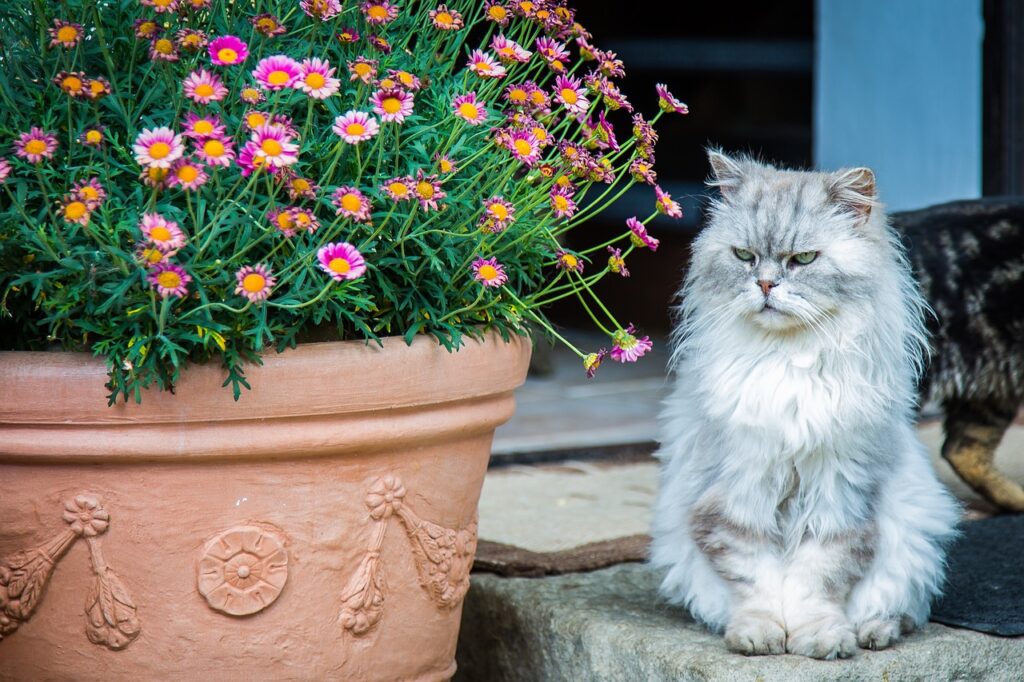 Persian Cat Breed