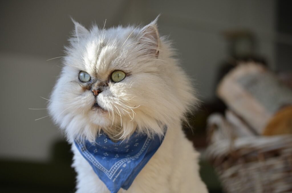 Persian Cat Breed