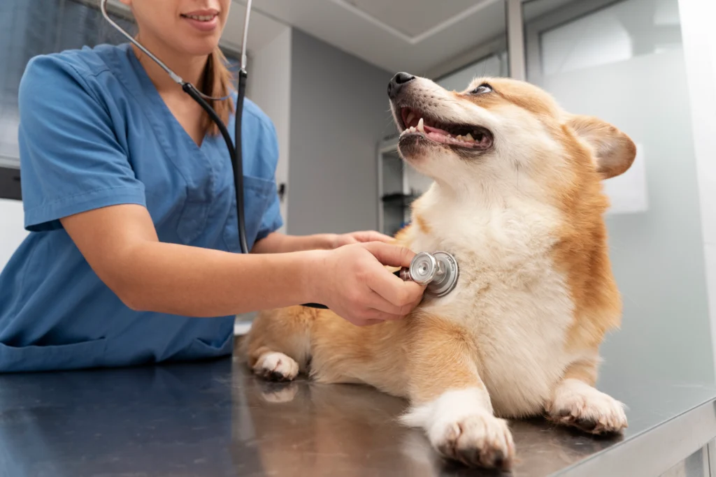 Dog Health and Veterinary Care Laws in Mississippi 