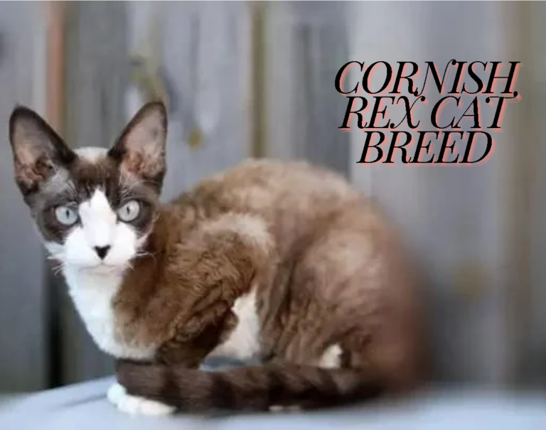 Cornish Rex Cat Breed