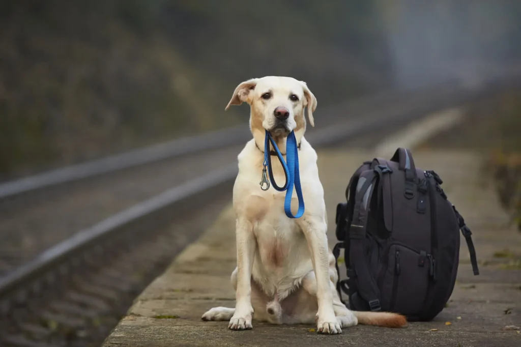 Dog Travel and Transportation Laws in Montana 