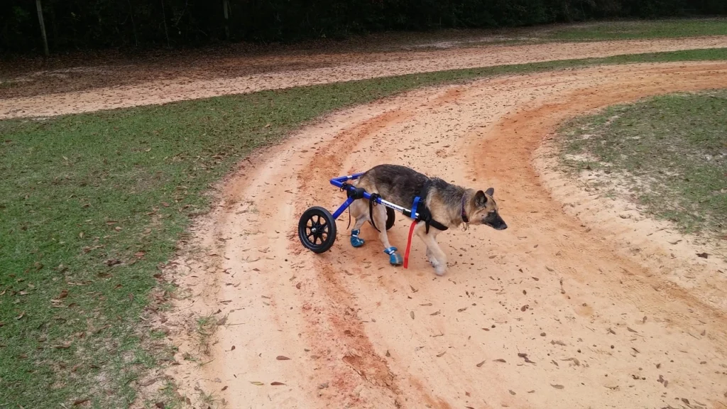 Dog Technology and Innovation Laws in Mississippi 