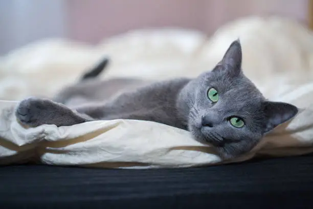 Russian blue cat breed