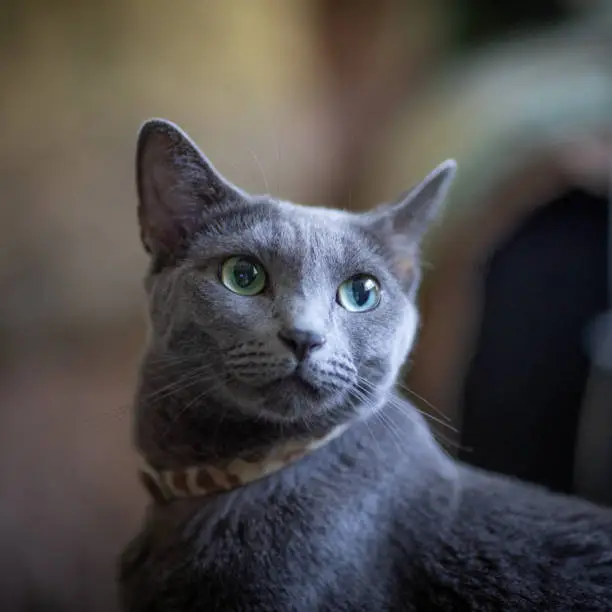 Russian blue cat breed