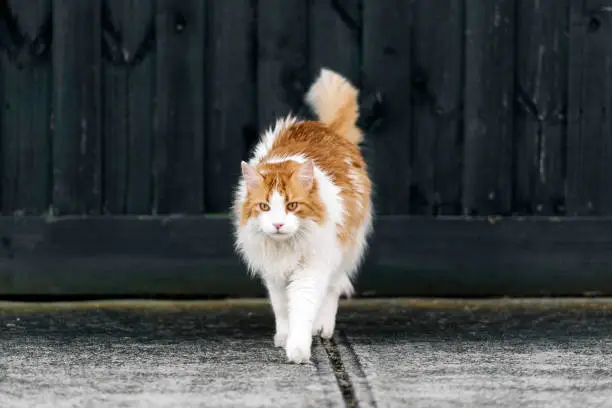 Nowegian forest cat breed