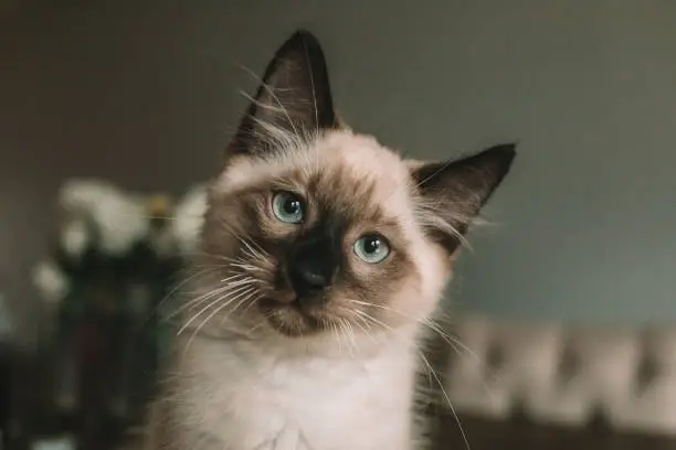 siamese cat looking at you