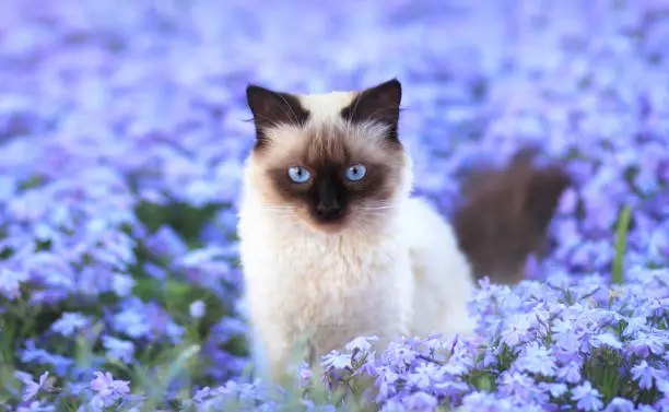 siamese cat breed