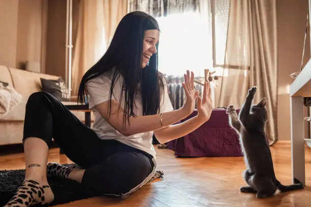 girl plaing with russian blue cat