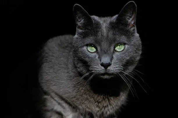 Russian blue cat breed with green eyes looking at you