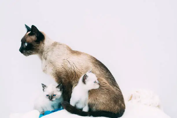 siamese cat family