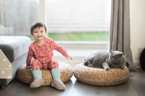 british short hair cat breed