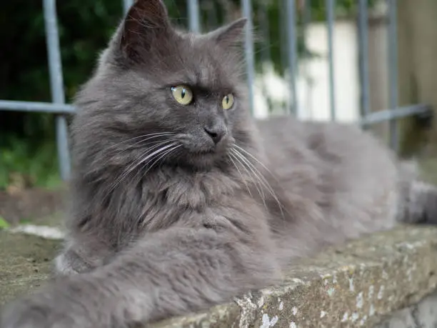 nebelung cat breed