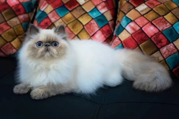 himalayan cat breed