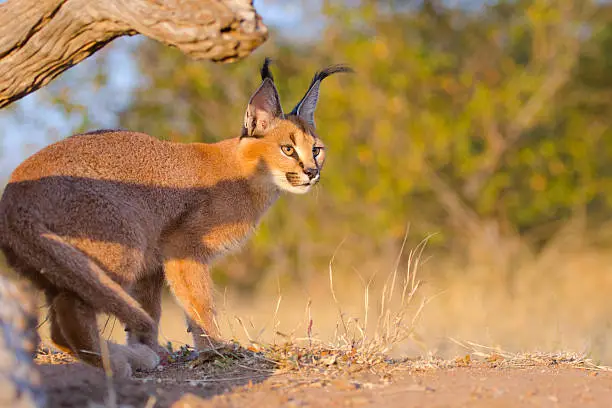 Desert lynx cat breed