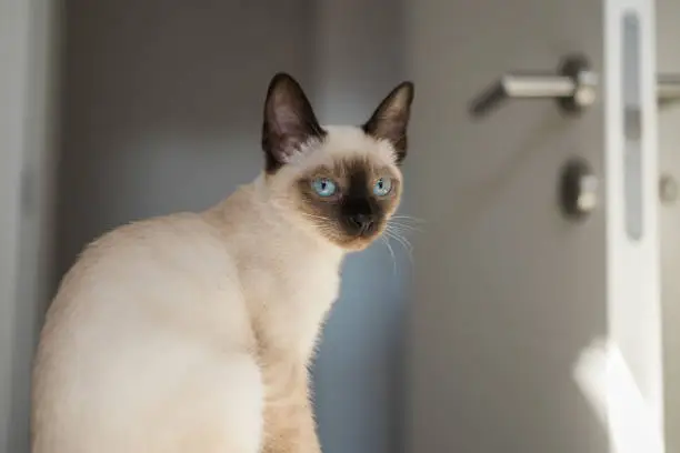 siamese cat at home