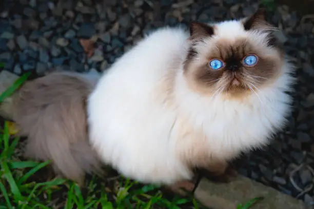 himalayan cat breed