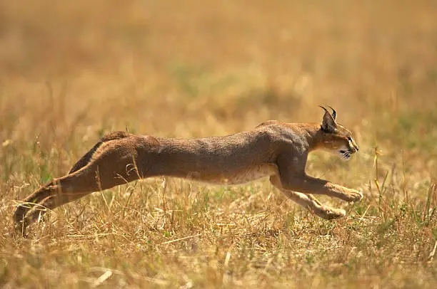 Desert lynx cat breed